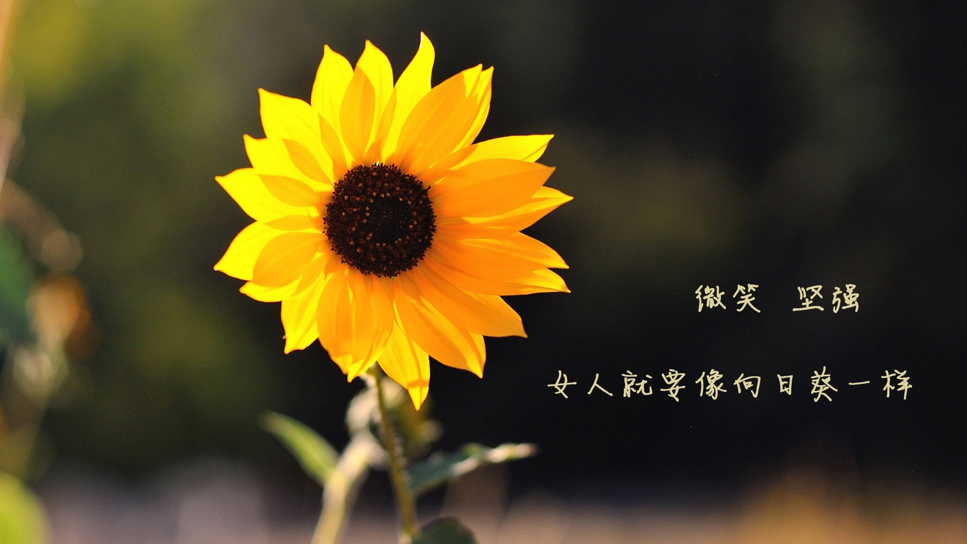 开云平台-生死线上的王者，C罗点射定乾坤，斯洛伐克险胜哥伦比亚紧握出线曙光